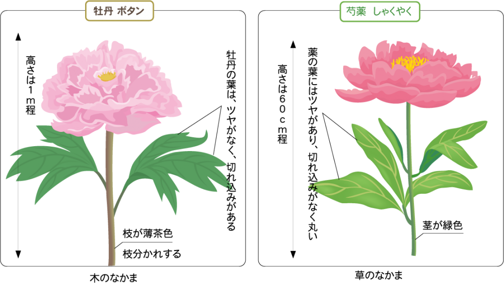 ボタン芍薬