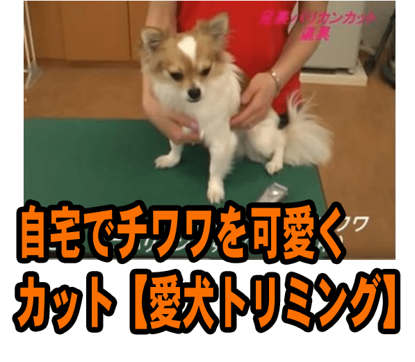自宅でチワワを可愛くカット、愛犬トリミング